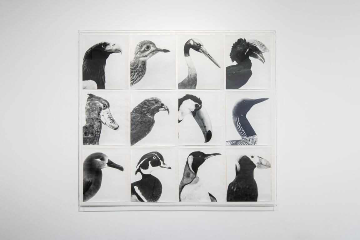 Oiseaux-Vögel, 1997-2004 (combination #1)