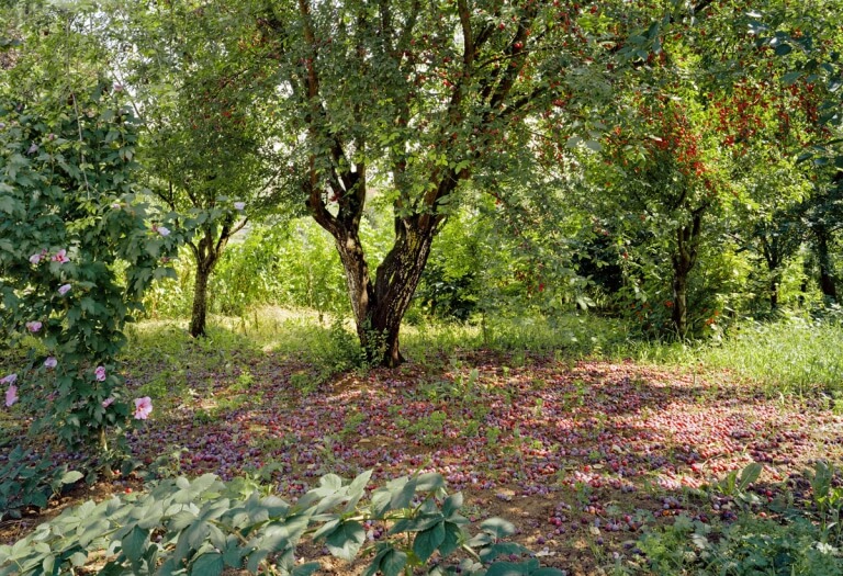 Pflaumenbaum, Thiénans, Haute-Saône