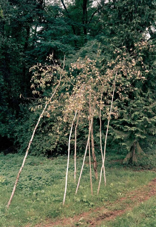 Pfirsichbaum mit Stützen, Montagney, Haute-Saône