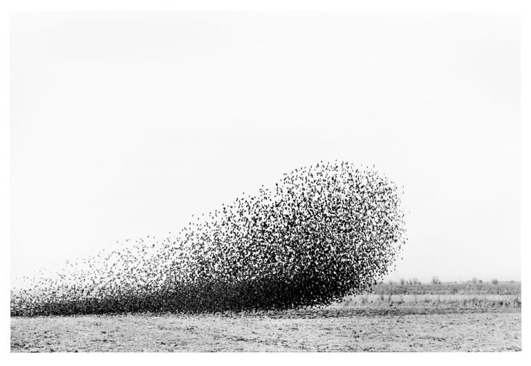 Swarm, no. 92-23