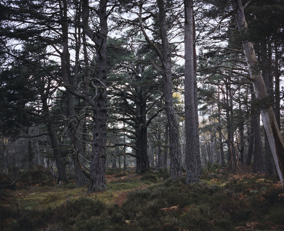 Re-visiting Pinus silvestris [illeg.] Plate n°1245, Aviemore, Rothiemurchus, October 2011 57°8.713’ N 3°50.290’ W