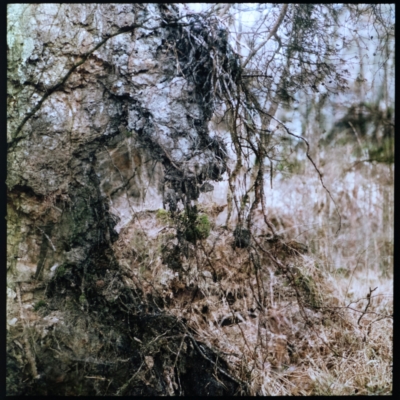 Felwa, Roots 4